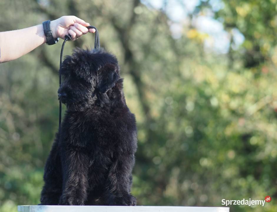 Czarny Terier Rosyjski szczenięta Zwycięzcy Św