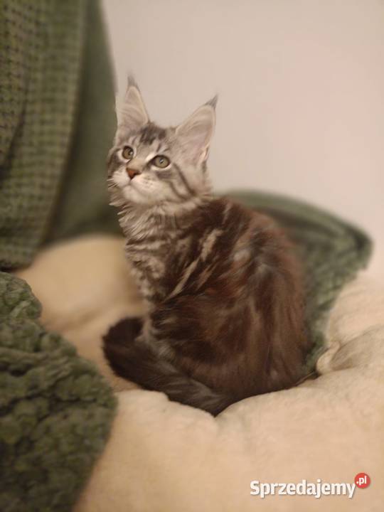 Kotka Maine Coon rodowód FPL lubuskie Bytom Odrzański