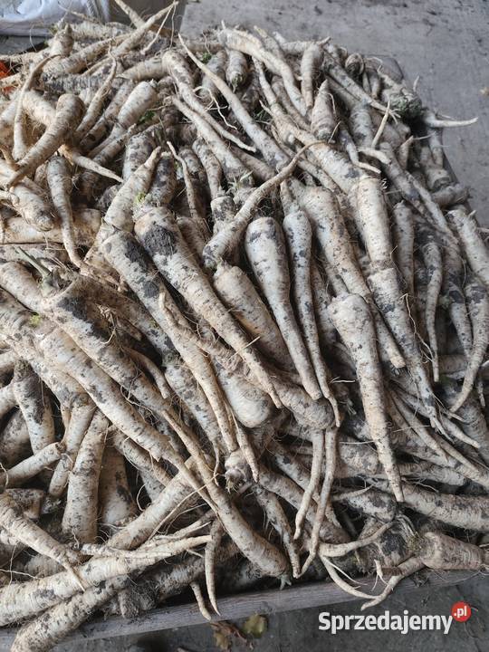 Warzywa pietruszka marchew ziemniaki świętokrzyskie sprzedam