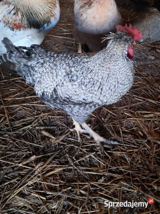 Sprzedam koguty tegoroczne ozdobne