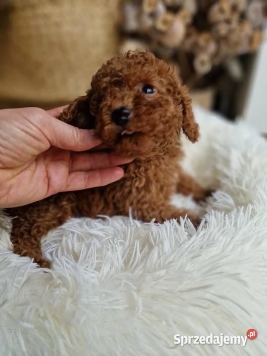 Pudel toy chlopczyk badania genetyczne Nowy Sącz