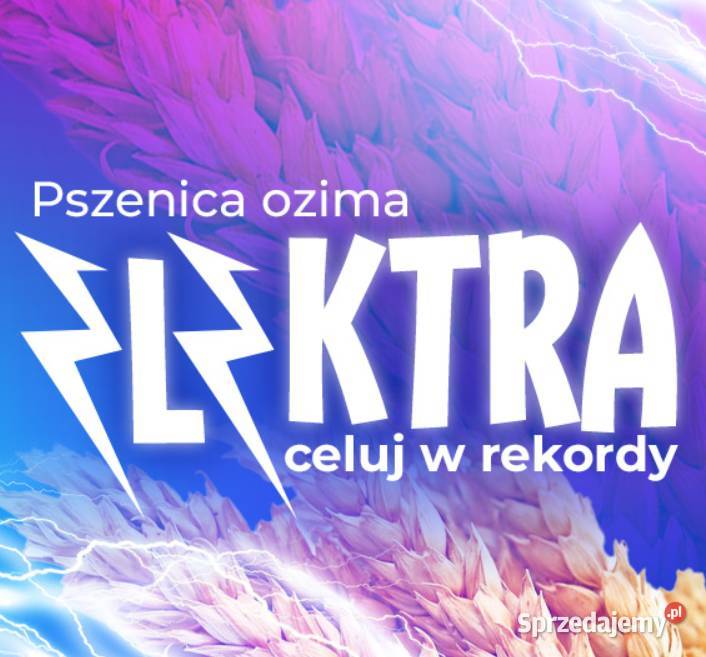 Pszenica ozima ELEKTRA materiał siewny C1 Szczecin