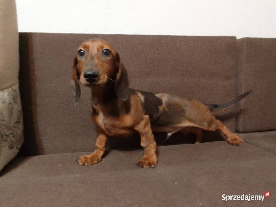 Jamnik merle 4 miesiące Żyrardów