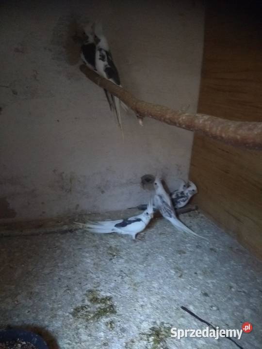 Nimfy białogłowe śląskie Rybnik