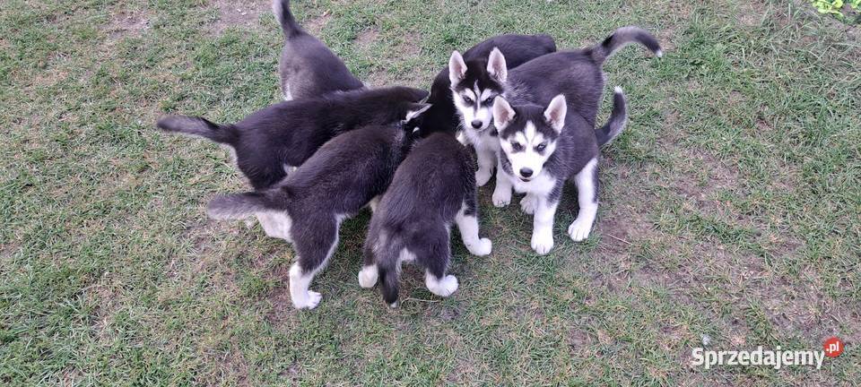 Husky szczenięta z rodowodem sprzedam Smardzewice
