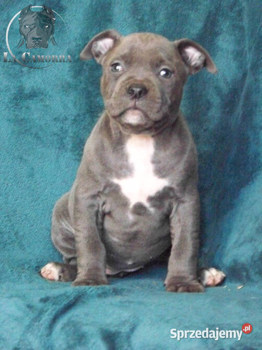 American Staffordshire Terrier Amstaff Szczeniak opolskie Paczków