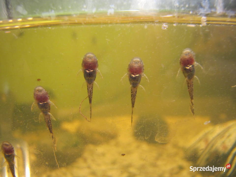 Młode glonojady Toruń sprzedam