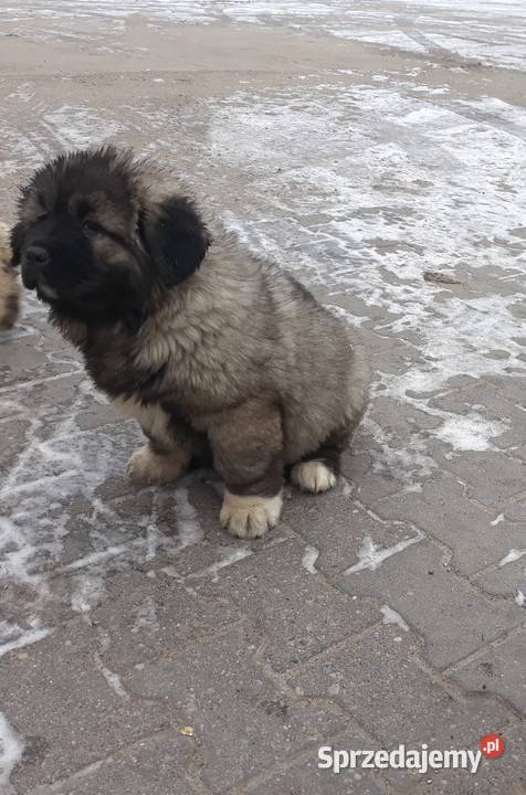 piękne szczeniaki owczarka kaukaskiego Będków sprzedam