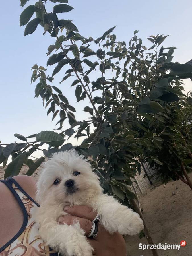 Maltańczyk mini piesek odbiór 27022026 Nieciszów