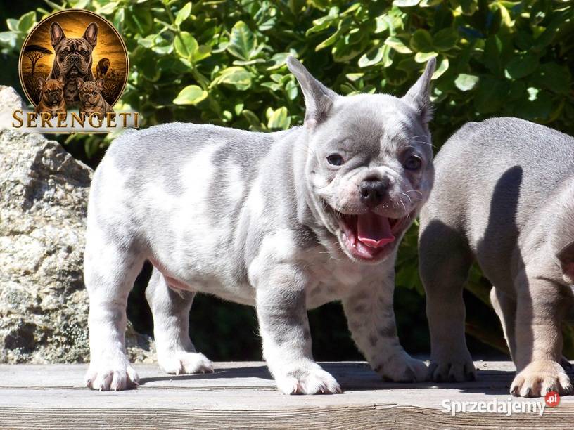 Buldog Francuski Lilac Merle sprzedam