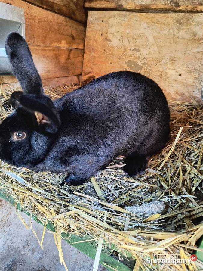 Króliki rasy czarnej 3 samice 1 samiec lubuskie Smardzewo