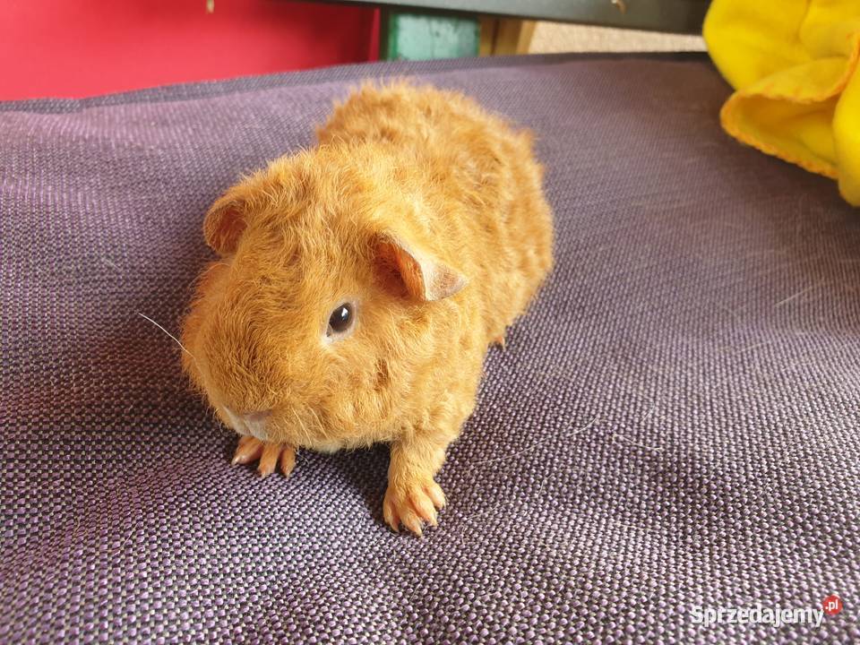 Świnka morska us teddy Puszczykowo