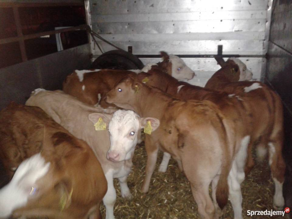 Cielęta mięsne byczki cieliczki