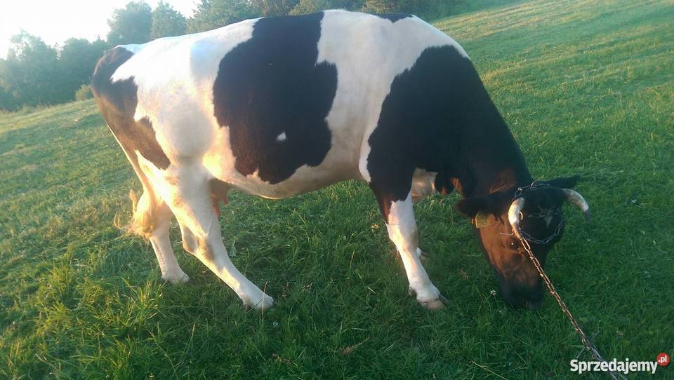 Krowa czarno biała okazja 3300 Wesoła