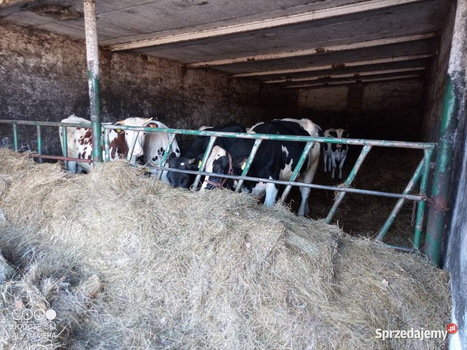 Jałówka wysokocielna Rżaniec