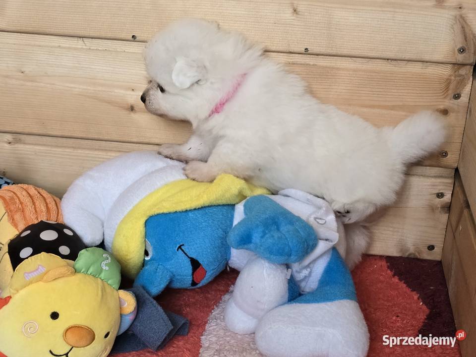 Szpic japoński Maszewo