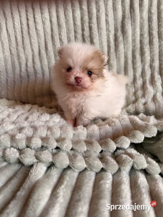 Szpic miniaturowypomeranian śląskie Zrębice