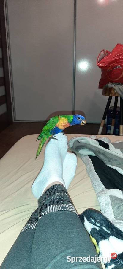 Papuga Lorysa górska Tarnów