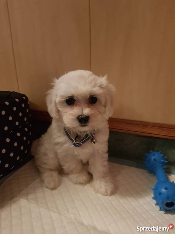 Sprzedam szczeniaczka Bolończyka Wadowice