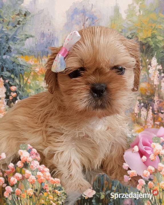 Do odbioru śliczna suczka rasy ShihTzu dolnośląskie