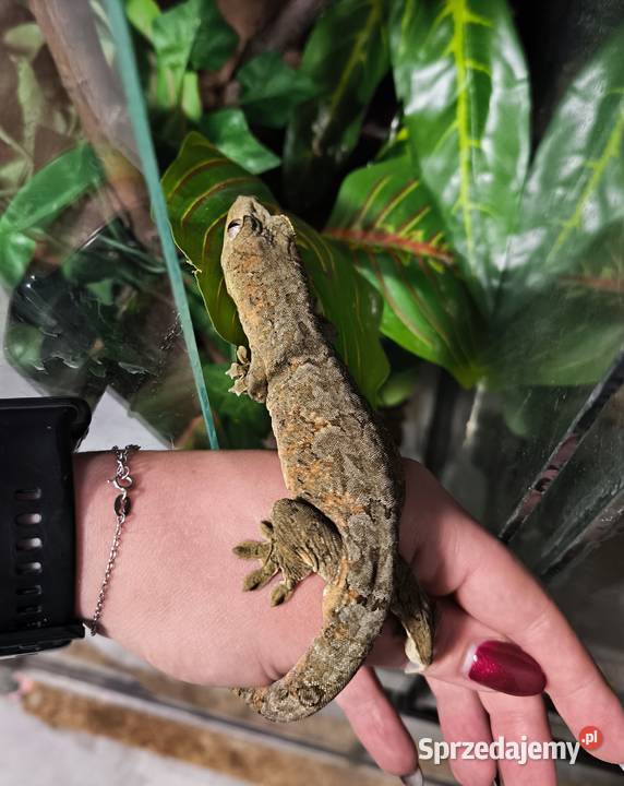 Mniarogekko chahoua mailand redgreen Gekon