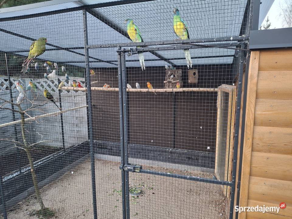 Papugi barnad klonkulsi para Wólka Piecząca