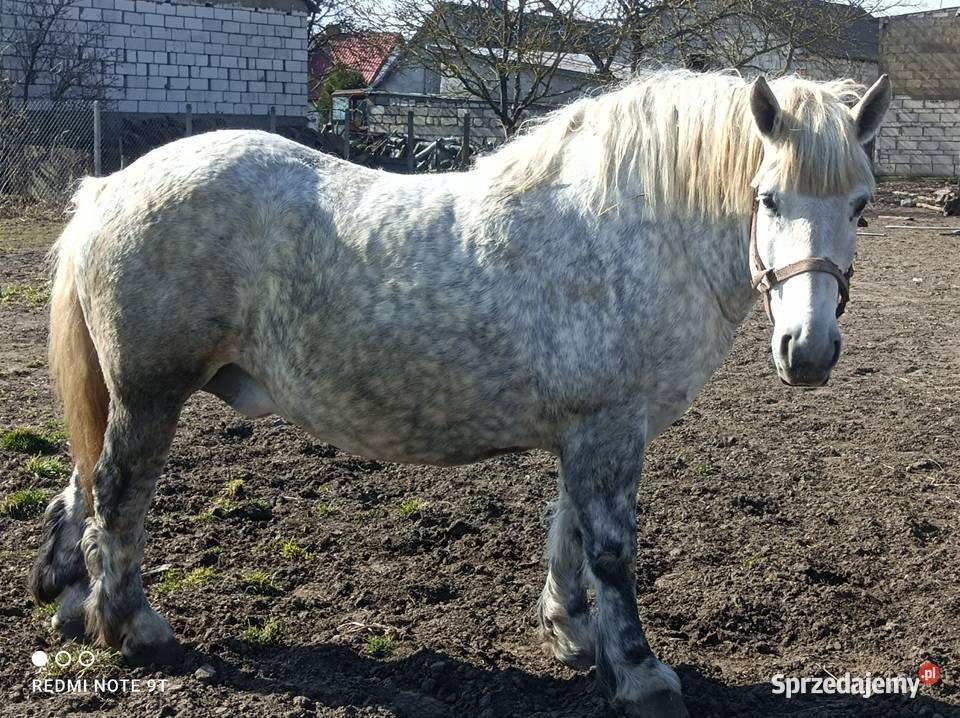 Klacz zimnokrwista zrebna Działdowo