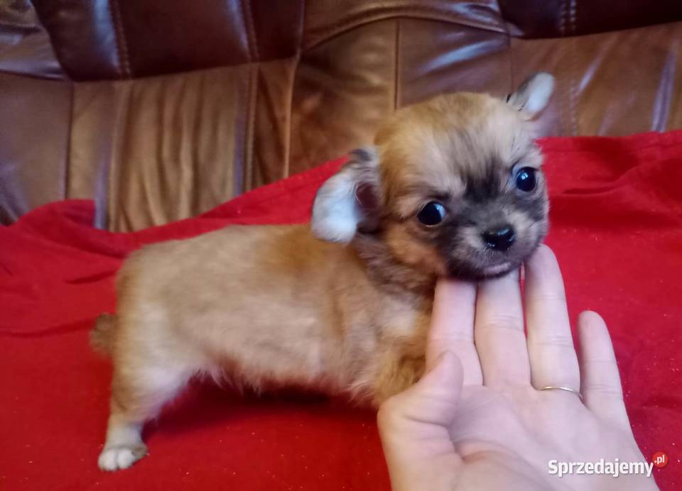 Chihuahua suczka Chihuahua