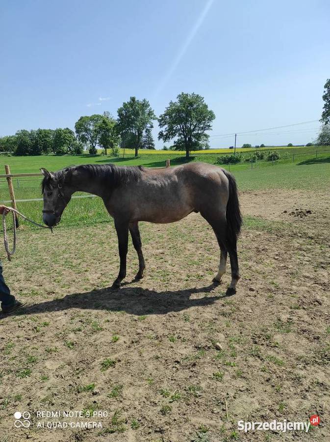 Roczny koń sportowy Stara Kiszewa sprzedam