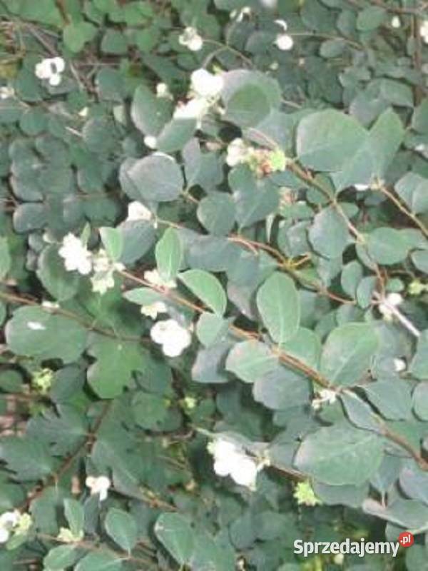 Śnieguliczka sadzonki pomorskie Lębork