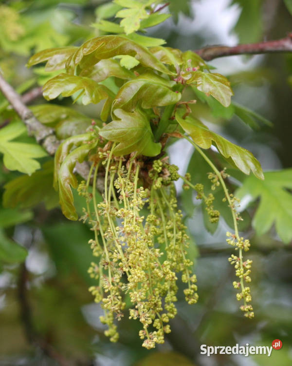 DĄB SZYPUŁKOWY Quercus robur NASIONA 160 sztuk 1 Rośliny Lubanie