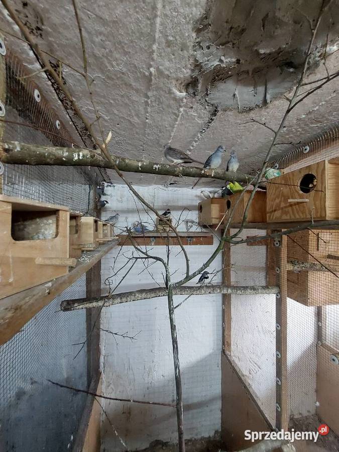 Sprzedam papugi faliste WPF i drobną egzotykę Błaszki