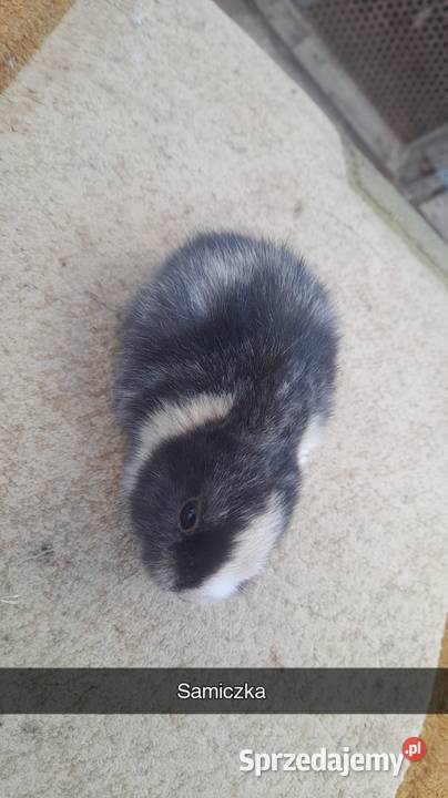 Króliki miniaturki młode mazowieckie Płońsk sprzedam