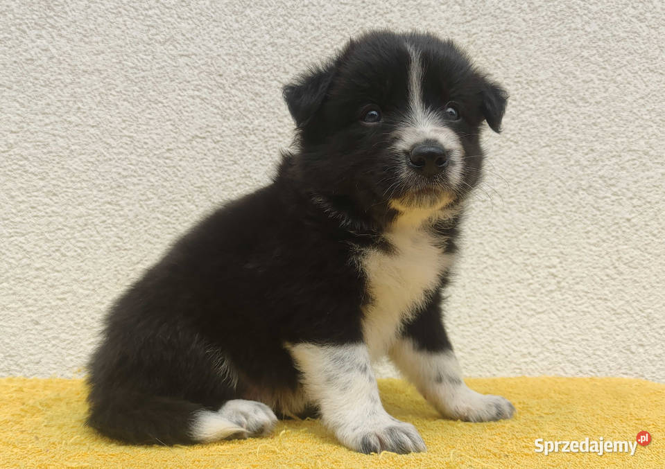 BORDER COLLIE z Hodowli Rasowy pies z pełną dok podkarpackie Iwonicz