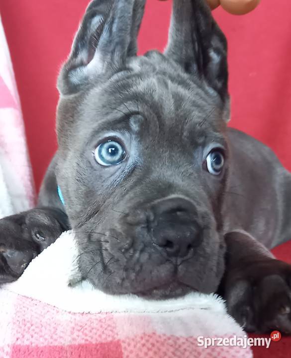 Cane Corso sunia Ksin Fargo Fci Lipno sprzedam