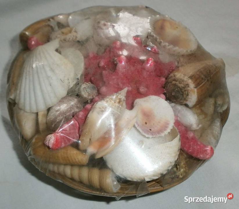 Zafoliowany zestaw Muszli Tropikalnych Kraków