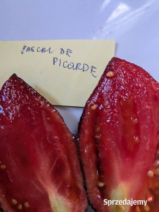 Salata lodygowa nasiona świata 30 gatunkow Kraków