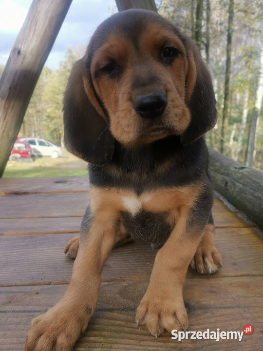 Ogar polski pieski i suczki Krasna