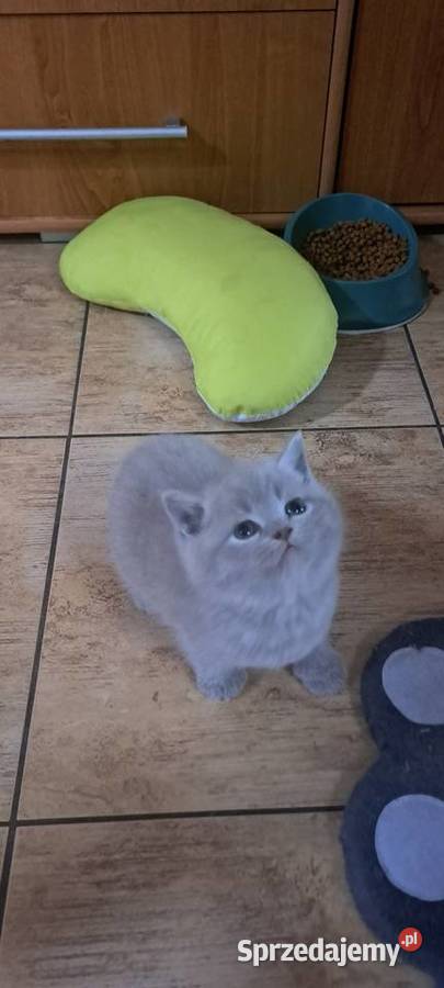 Kocięta brytyjskie liliowe z rodowodem Wrocław