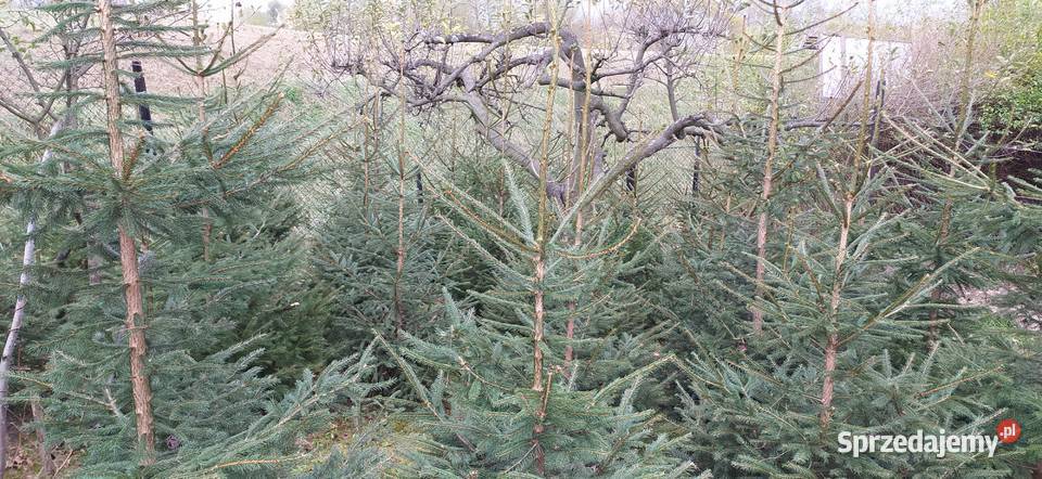 Choinki Plantacja Mielec