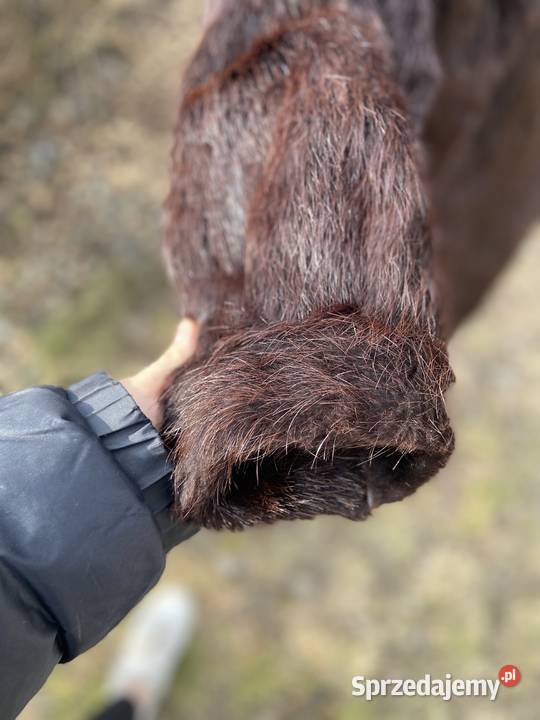 Futro Z Nutrii Stare Budy