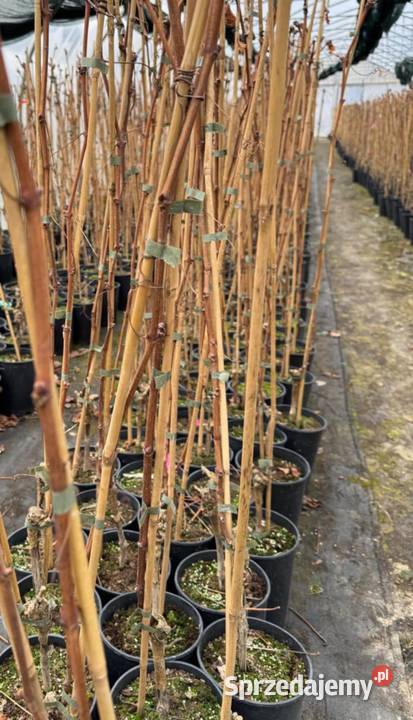 Sadzonki winorośli Największy winogron ARKADIA Łazy Brzyńskie