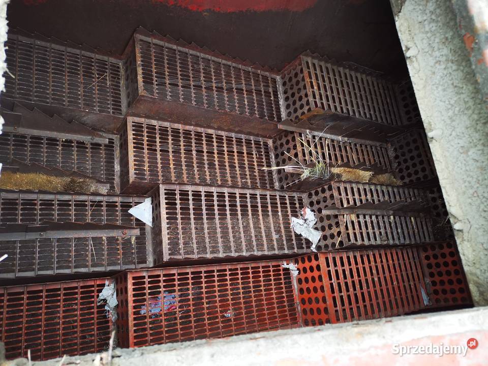 Bizon Z056 Ratoszyn Pierwszy