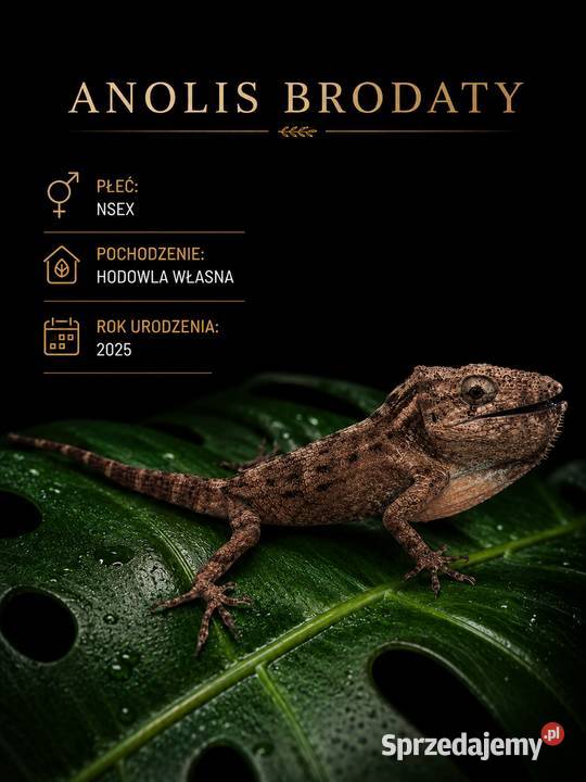 Anolis brodaty Lublin
