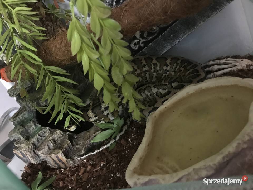 Morelia Spilota pyton dywanowy