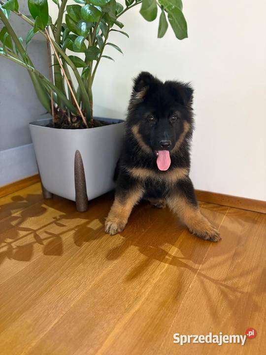 Owczarek Niemiecki szczeniak Stara Huta