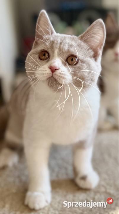 brytyjski kocurek bikolor płowy