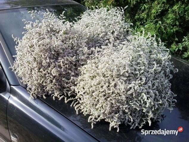 Zatrwian Tatarski Statycja KWIATY mazowieckie Chmielew sprzedam