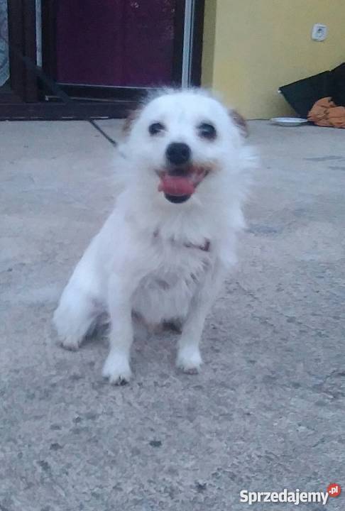 oddam pieska w ręce Mszczonów