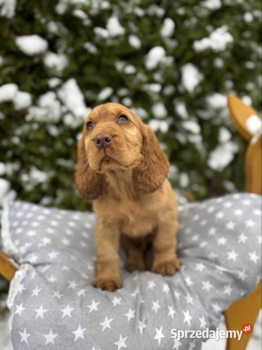 Jedyny taki Piękny piesek Cocker Spaniel Warszawa